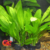 Echinodorus Bleheri Amazon Sword